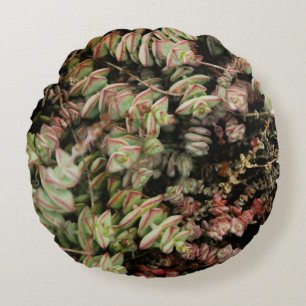 Crassula perforata round cushion