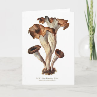 Craterellus cornucopioides card