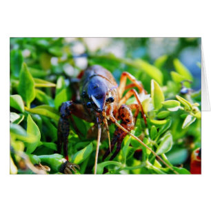 Crawfish Crawdads Crayfish