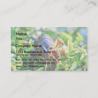 Crawfish Crawdads Crayfish Business Card