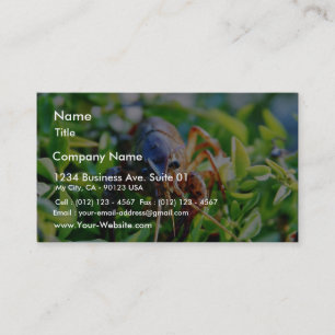 Crawfish Crawdads Crayfish Business Card