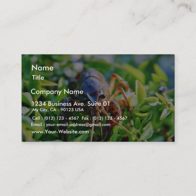 Crawfish Crawdads Crayfish Business Card (Front)