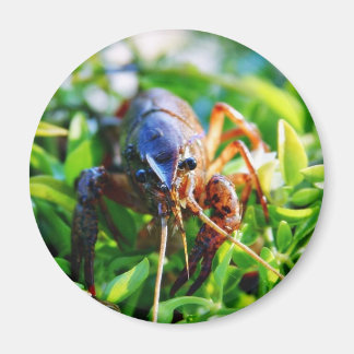 Crawfish Crawdads Crayfish Magnet