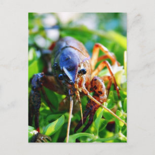 Crawfish Crawdads Crayfish Postcard