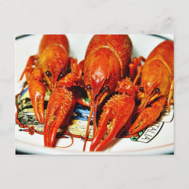 Crawfish Crawdads Craytfish Postcard (Front)