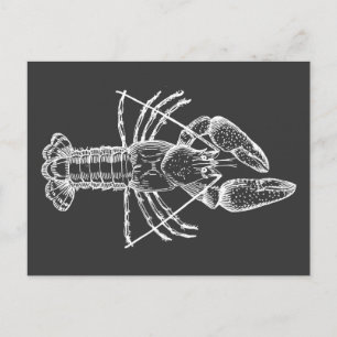 Crawfish Illustration white on black Postcard