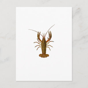Crawfish Logo Postcard