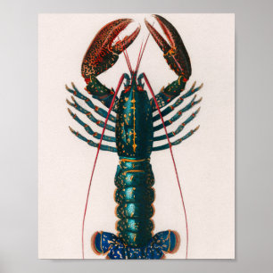 Crawfish vintage illustrated poster
