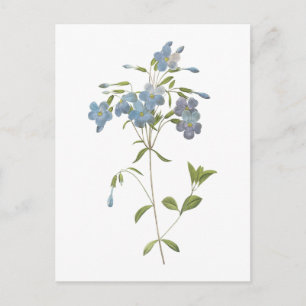 crawling phlox(Phlox reptans) by Redouté Postcard