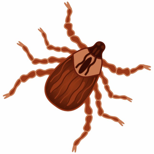 Crawly Realistic Tick Illustration Photo Sculpture Magnet (Front)