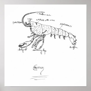 crayfish anatomy class 1925 poster