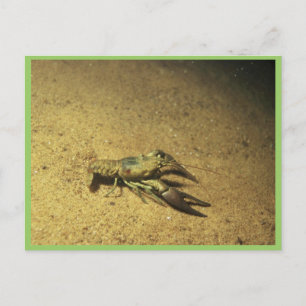 Crayfish Postcard