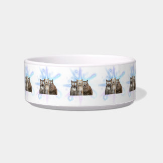 Crazt cat bowl