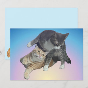 Crazy Cats - Taz and Tito Bandito