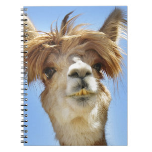 Crazy Hair Alpaca Notebook