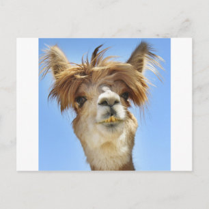 Crazy Hair Alpaca Postcard