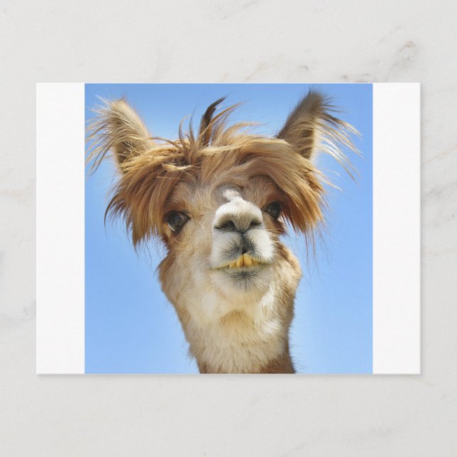 Crazy Hair Alpaca Postcard (Front)
