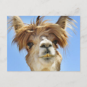 Crazy Hair Alpaca Postcard