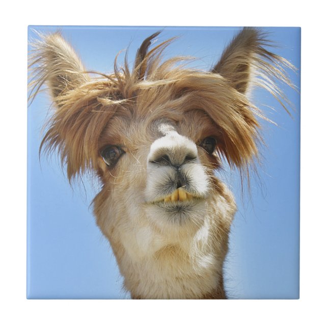 Crazy Hair Alpaca Tile (Front)