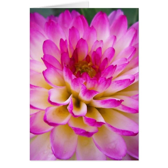 Crazy Love Dahlia (Front)