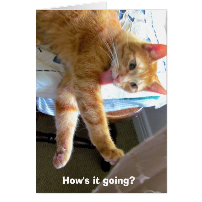 Crazy orange cat card (Front)