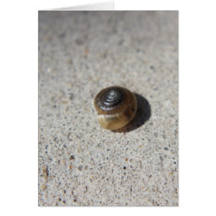 Crazy Snail