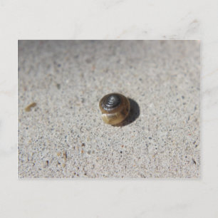 Crazy Snail Postcard