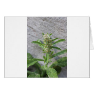Crazy Weed Plant