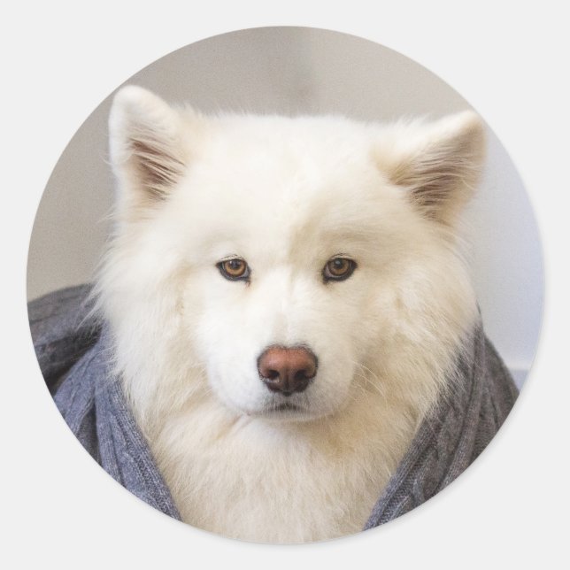 CRB - Cosy Bear Classic Round Sticker (Front)