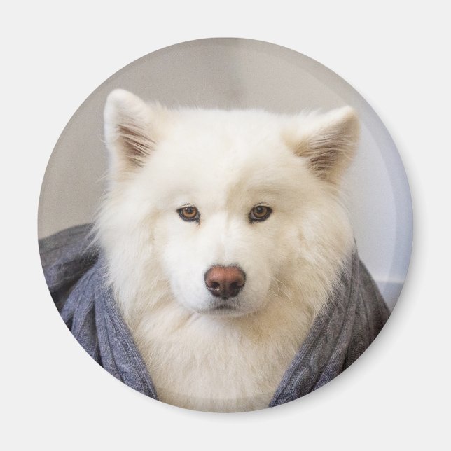 CRB Magnet - Cosy Bear (Front)