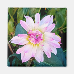 Cream and pink flower magnet