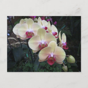 Cream and pink orchid postcard