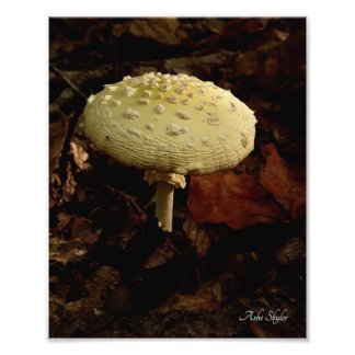 Cream Bowtie Photo Print