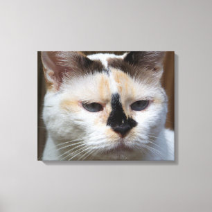 Cream Calico 20"x16" canvas print