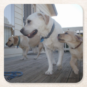 Cream Colour Labrador Family Love, Square Paper Coaster