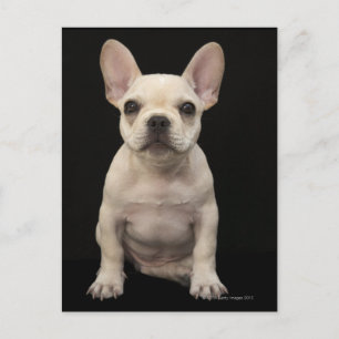 Cream coloured French Bulldog puppy Postcard