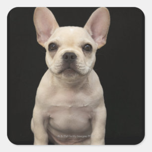 Cream coloured French Bulldog puppy Square Sticker