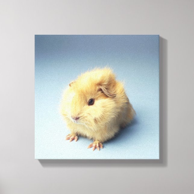Cream coloured Guinea pig Canvas Print (Front)
