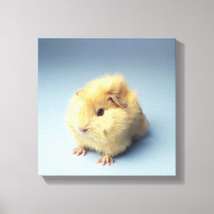Cream coloured Guinea pig Canvas Print