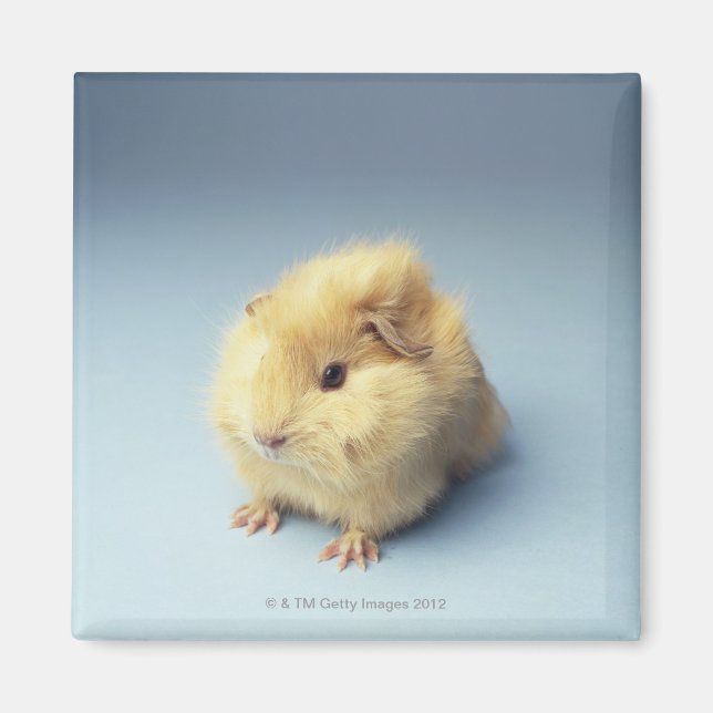 Cream coloured Guinea pig Magnet (Front)