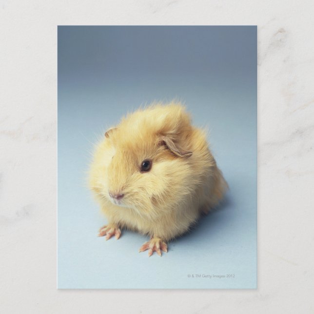 Cream coloured Guinea pig Postcard (Front)