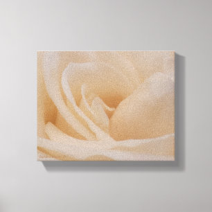 Cream Coloured Rose Closeup Canvas Print