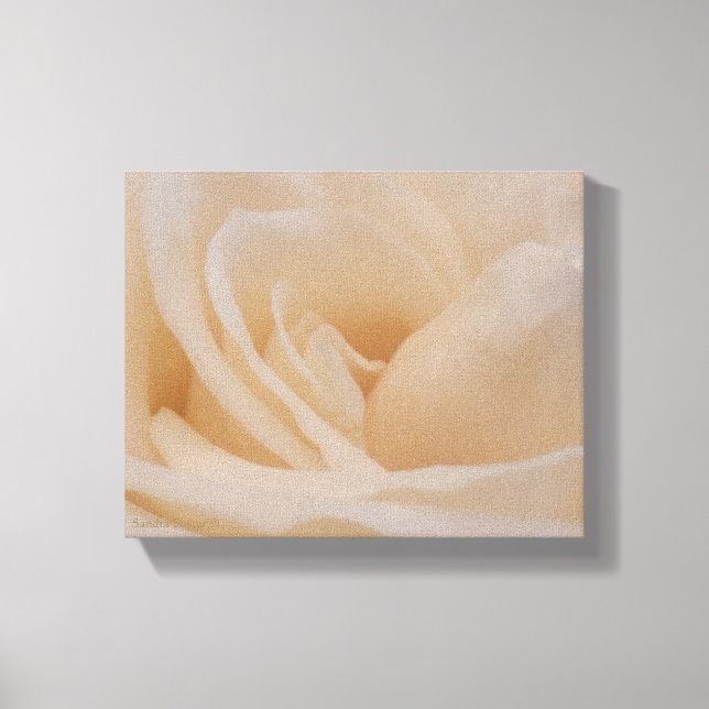 Cream Coloured Rose Closeup Canvas Print (Front)