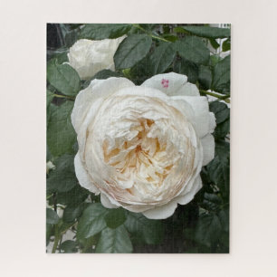 Cream English Rose, San Francisco Jigsaw Puzzle