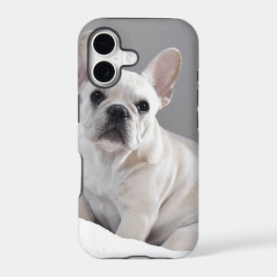 Cream Frenchie