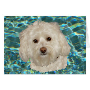 Cream Havanese with Turquoise Water