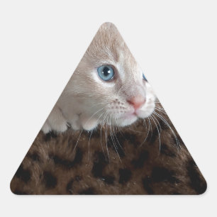 Cream Kitten with Beautiful Blue Eyes Triangle Sticker