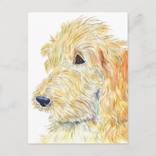 Cream Labradoodle #2 Postcard (Front)