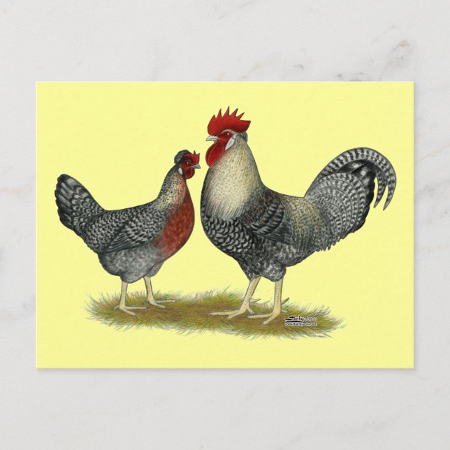 Cream Legbar Chickens Postcard (Front)