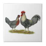 Cream Legbar Chickens Tile<br><div class="desc">Cream legbars are auto-sexing chickens... you can tell the gender of the baby chicks by their colour. They sport a small crest and lay blue eggs due to their Araucana background.</div>